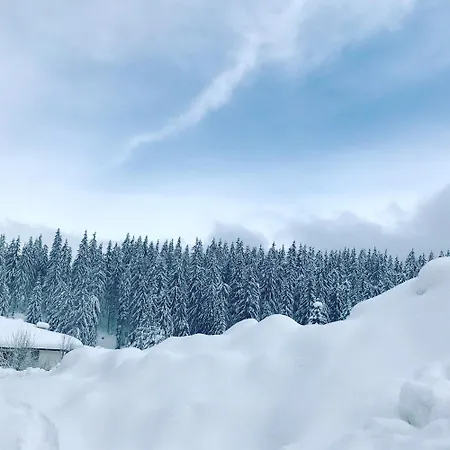 Forest Edge